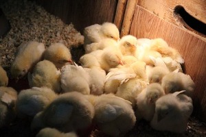 élevage avicole